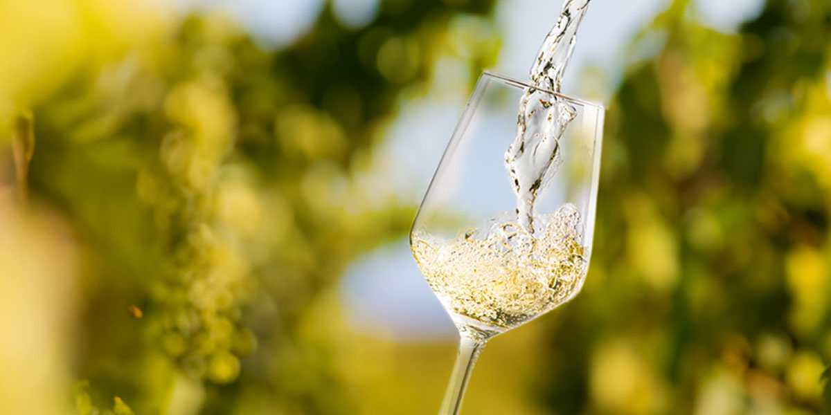 Vinho Branco - Caxamar/Niepoort